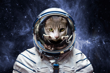 Wall Mural - curious astronaut cat in outer space, explore the universe, elements of this image furnished by nasa