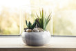 Small modern tabletop glass open terrarium for plants on window sill in natural light. Lot of copy space.