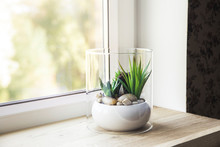 Small Modern Tabletop Glass Open Terrarium For Plants On Window Sill In Natural Light. Lot Of Copy Space.