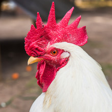 White Rooster Looking At The Camera
