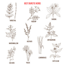 Best Diuretic Herbs Set