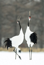 Dancing Cranes. The Ritual Marriage Dance Of Cranes. The Red-crowned Crane. Scientific Name: Grus Japonensis, Also Called The Japanese Crane Or Manchurian Crane, Is A Large East Asian Crane.