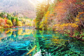 Poster - Fantastic submerged tree trunks in water of the Five Flower Lake