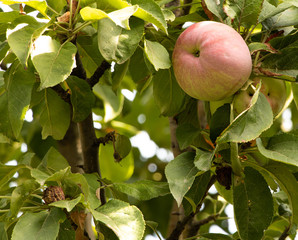 Apple cultivation concept. Red apples in the tree