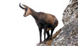 wild chamois goat isolated on white background. portrait