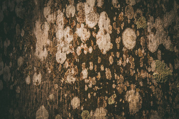 Surface fungus on wood abstract patterns