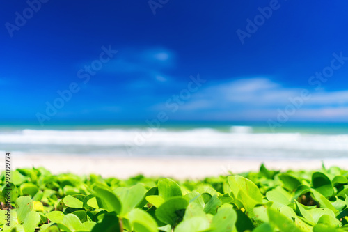 Beautiful tropical beach with blue sky and white clouds abstract texture back...