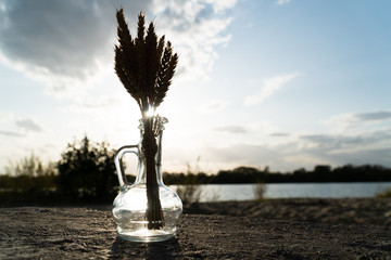 Wall Mural - ears of wheat in backlight