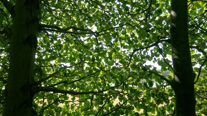 Wall Mural - Wind that moves the leaves