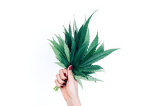 Bouquet Of Marijuana Cannabis Leaves In Woman Hand Isolated On White Background. Alternative Treatment. Hemp Leaf. Copy Space.