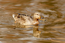 Duck Swims In The Water In The Park