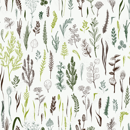 Photographie Wild herbs and flowers painted are in engraving style.