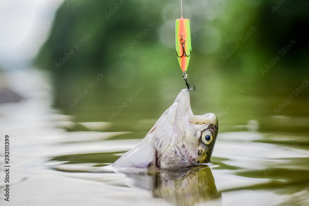 fake fish hook in mouth Bait spoon fishing accessory. Victim of poaching. On hook. Trout caught. Fish  hook or fishhook is