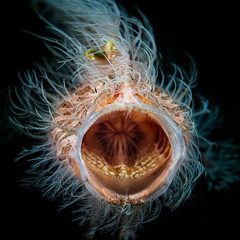 Hairy frogfish