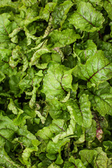 green natural background with fresh beet leaves in the garden in selective focus.