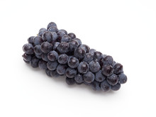 Blue concord style grapes on white