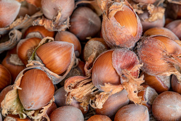 Wall Mural - new harvest season dried nuts, hazelnuts