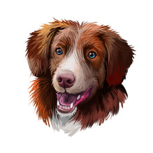 Nova Scotia Duck Tolling Retriever Dog Watercolor Portrait Digital Art. Poster With Pet Breed Name, Purebred Showing Teeth And Tongue. Canine Domestic, Doggy Animal With Opened Mouth Big Ears