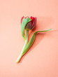 One shy red tulip flower on pink background.