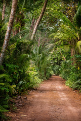 Wall Mural - Ground rural road in the middle of tropical jungle at sunny day, vertical composition.