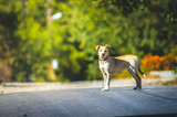 Fototapeta Zwierzęta - Labrador crossbreed dog stands on a road in a village