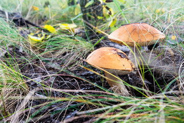 Two bright white mushrooms with orange cap Leccinum or Boletus grow in the autumn forest