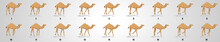 Camel Walk Cycle Animation Sequence