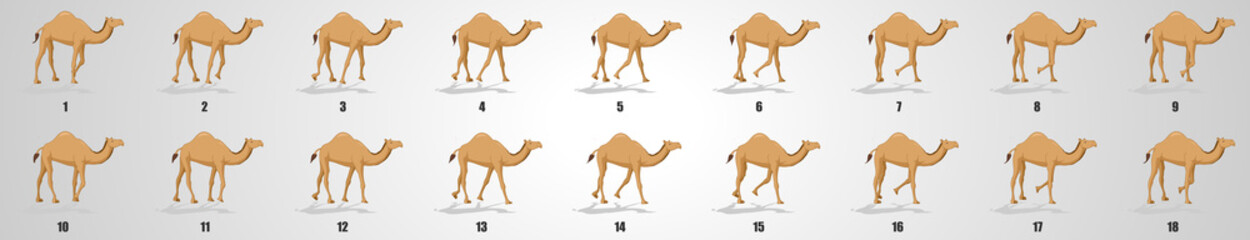 Wall Mural - Camel Walk cycle animation sequence