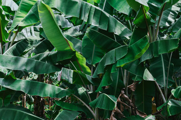 Wall Mural - tropical banana leaf texture background