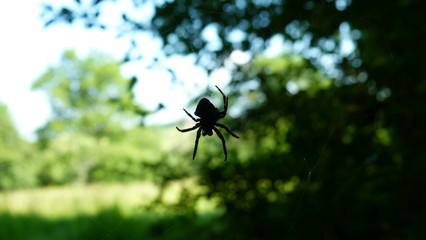 Spider floating