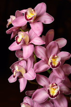 Pink Cymbidium Asilomar Wilsons Choice Boat Orchid Flower Hybrid