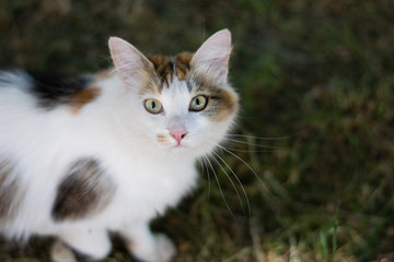 White spotted cat looking at the camera 2