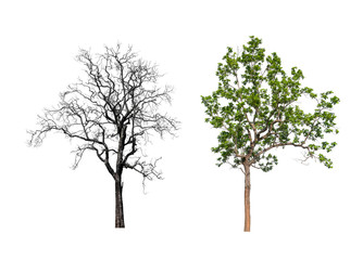 Poster - isolated tree Collection on White Backdrop	