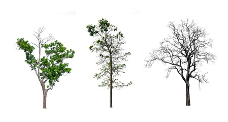 Poster - isolated tree Collection on White Backdrop	