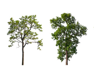 Poster - isolated tree Collection on White Backdrop	