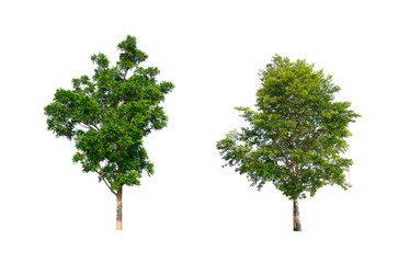 Poster - isolated tree Collection on White Backdrop	
