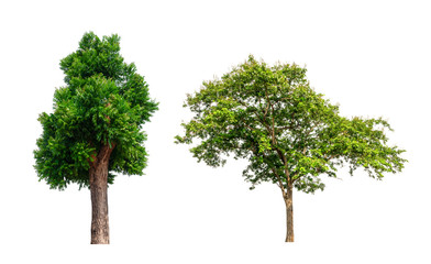 Poster - isolated tree Collection on White Backdrop	