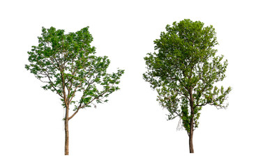 Poster - isolated tree Collection on White Backdrop	