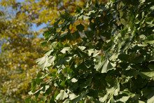 Big Gingko Tree In Autumn, Ginkgo Biloba Or Maidenhair Tree Leaves On A Tree In Late Summer In Germany