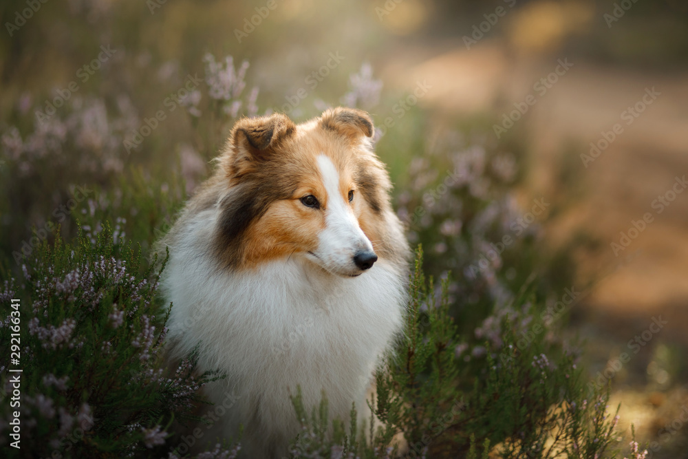 red dog in the woods. Fluffy sheltie in nature - obrazy, fototapety, plakaty 