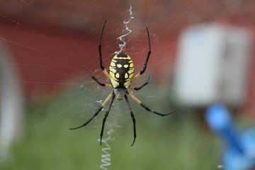 Garden Spider