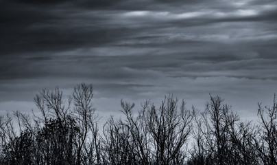 Wall Mural - Silhouette dead tree and branch on grey sky background. Black branches of tree. Nature texture background. Art background for sad, dead, lonely, hopeless, and despair. Halloween day background.