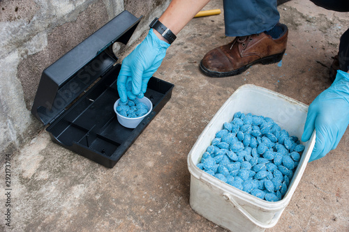 Cuadros en Lienzo Get rid of rat using bait poison box, pest control in industry.