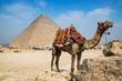 Camel tours near the great pyramid of Giza, Cairo, Egypt