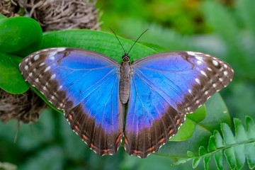 Sticker - Blue Morpho, Morpho peleides, big butterfly sitting on green leaves, beautiful insect in the nature habitat