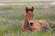 © natureguy - Cute Wild Horse Foal in Spring