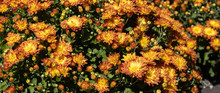 Orange And Yellow Flowers