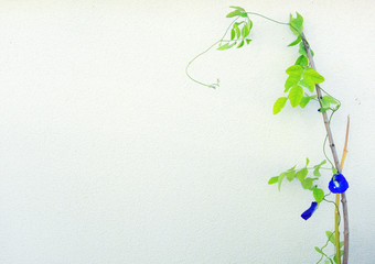 Butter pea flowers on wall background