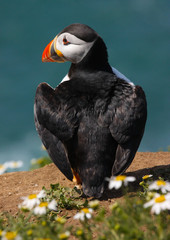 Wall Mural - Close up of a wild atlantic puffin (Fratercula arctica) on the island of Skomer in Pembrokeshire, Wales, UK in the summer sunshine