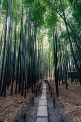  鎌倉 報国寺の竹林 / bamboo garden
